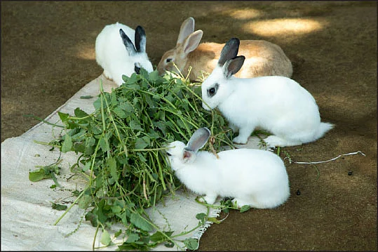 முயல்கள்