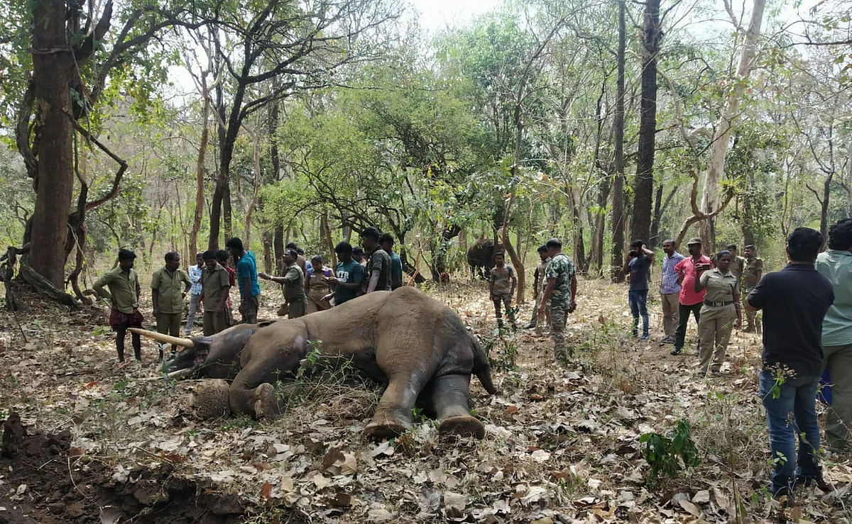 elephant death