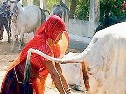`கொரோனாவிலிருந்து தப்பிக்க கோமியம்!' - கொல்கத்தாவில் பா.ஜ.க பிரமுகர் கைது