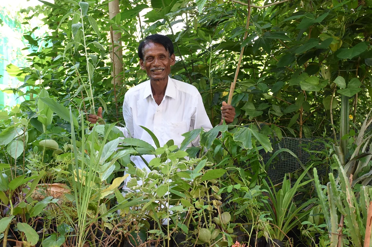 மூலிகைச் செடிகள்