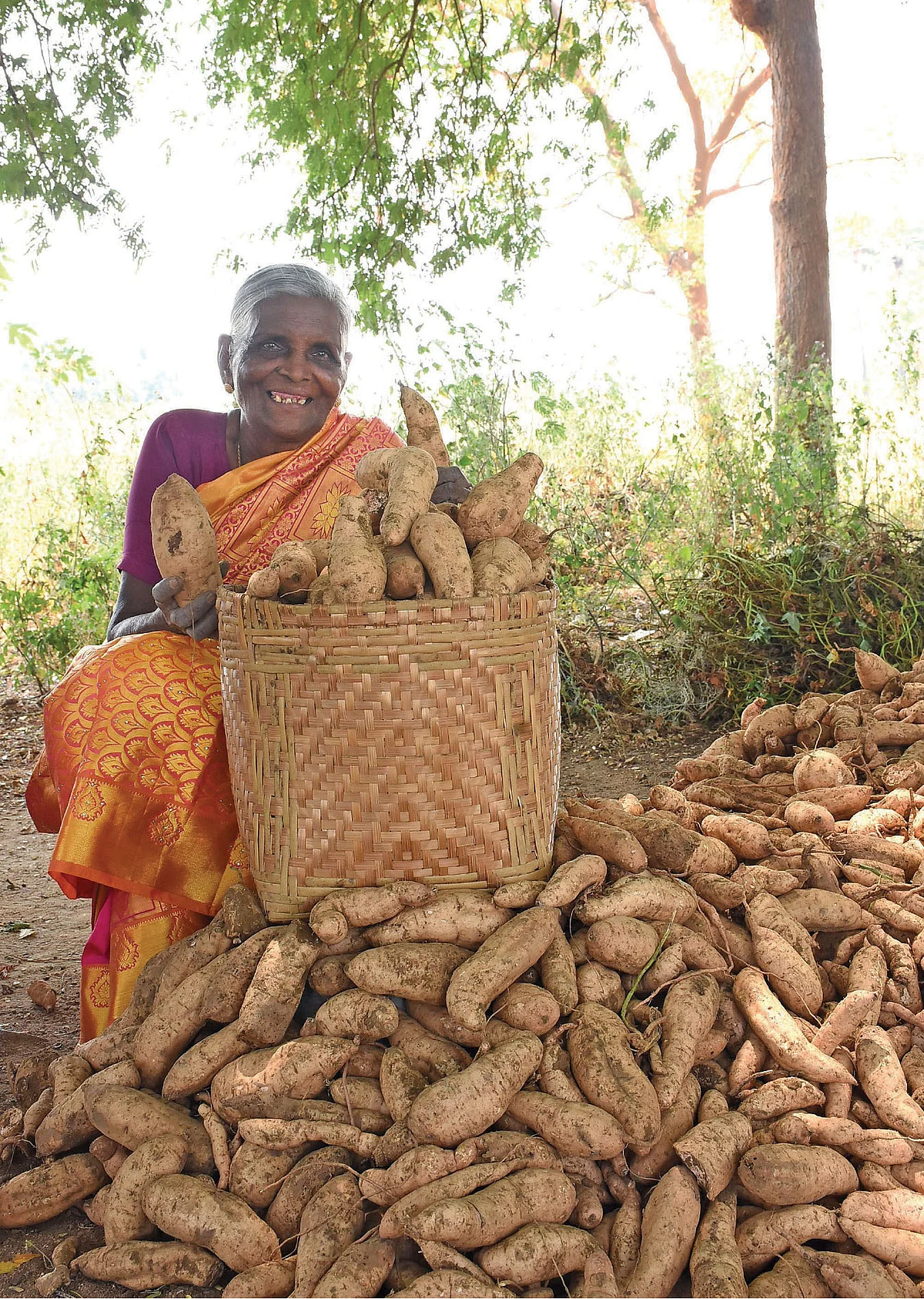 அறுவடையான சர்க்கரைவள்ளிக்கிழங்குடன் காசிமணி...