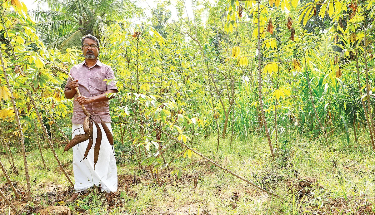 மரவள்ளிக் கிழங்குடன் சச்சிதானந்தம்