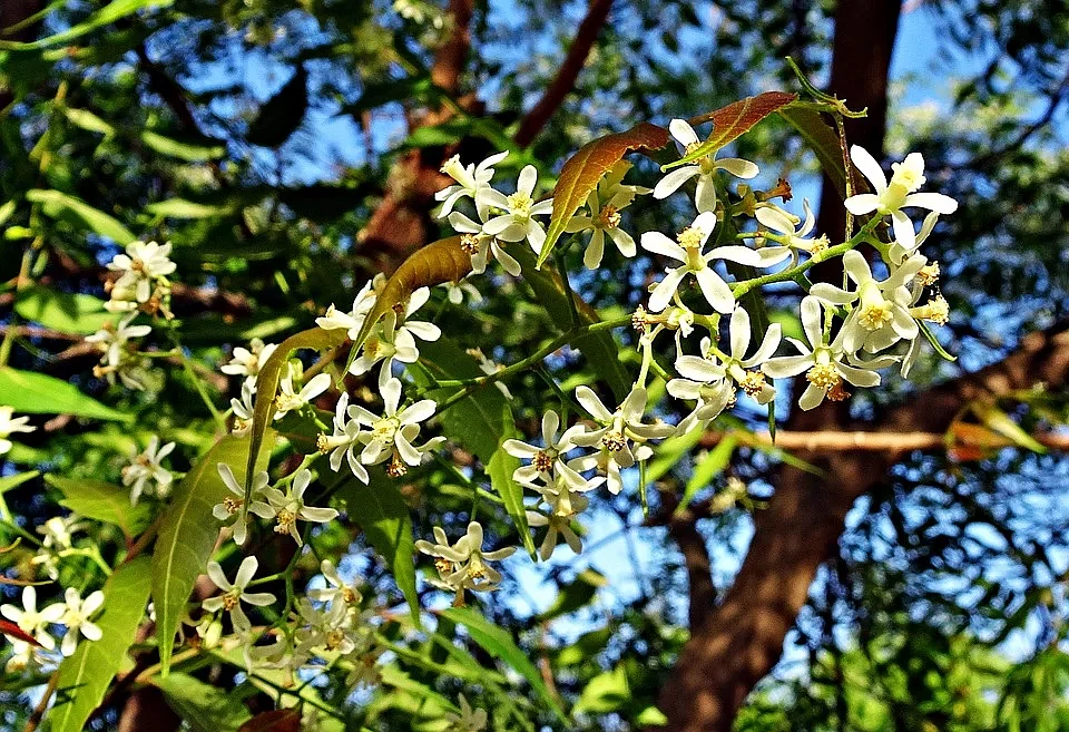 மலர்