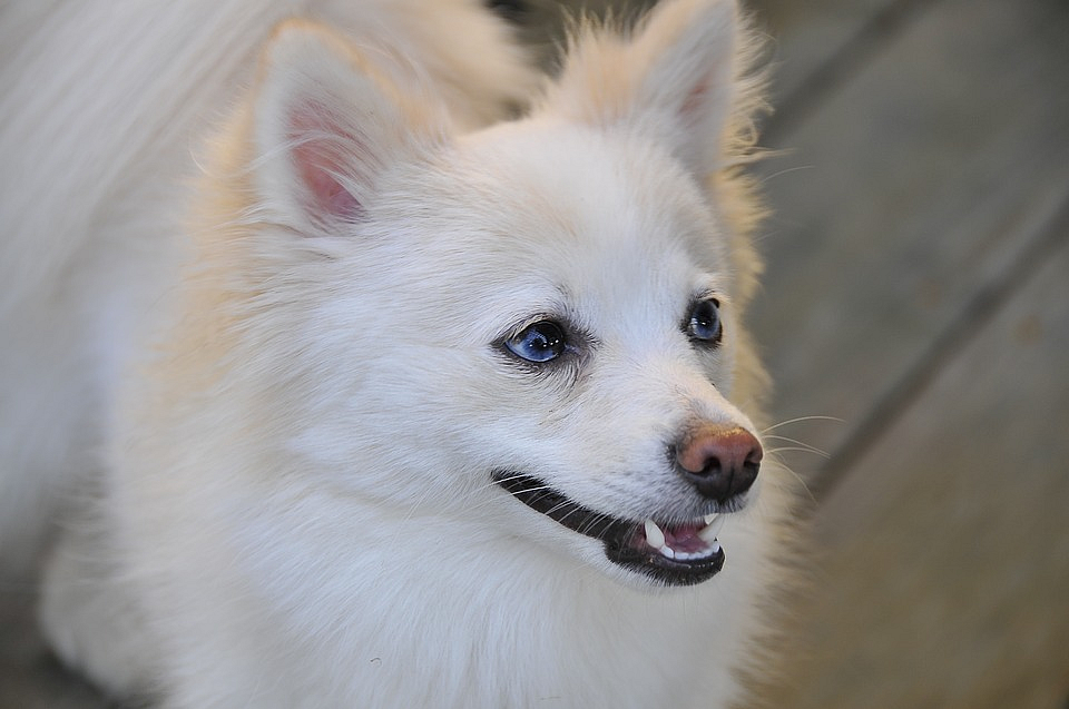 dog