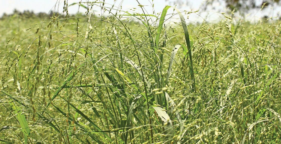 சிறுதானியம்