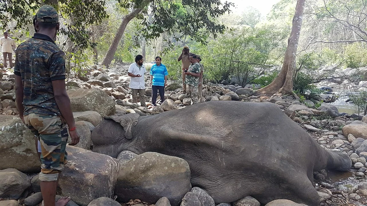elephant death