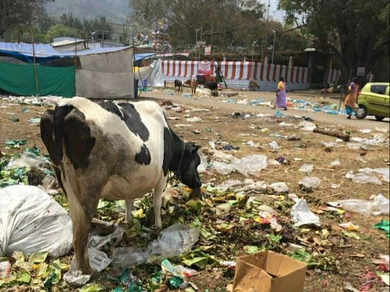 cow with plastic waste