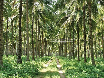 தென்னை வெள்ளை ஈ தாக்குதலுக்கு இயற்கை வழி தீர்வு!