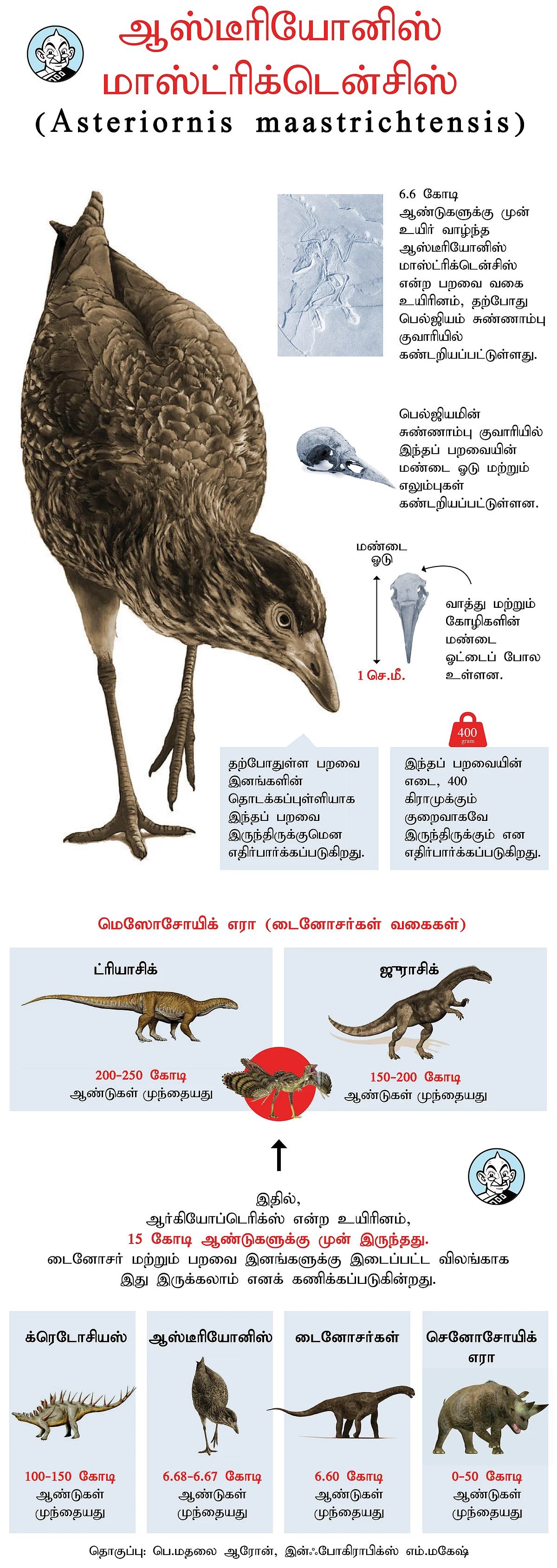 Asteriornis Maastrichtensis