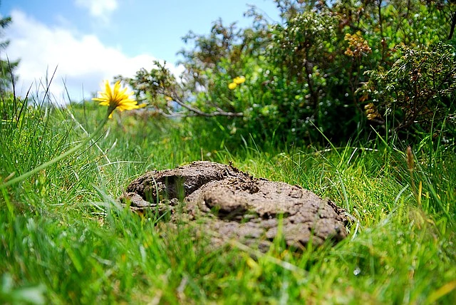 Cow dung