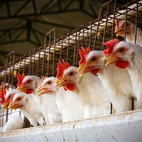 Hens