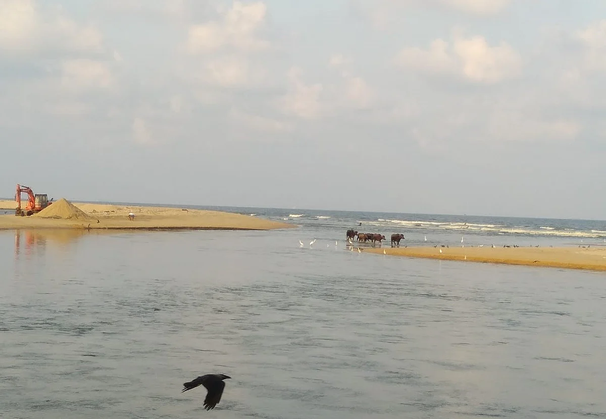 அடையாறு கழிமுகம்