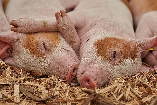 Pigs