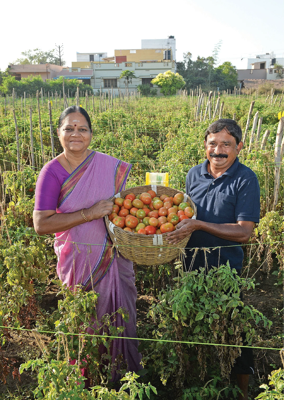 அறுவடை செய்த தக்காளியுடன் பாலசுப்பிரமணியன் தம்பதி