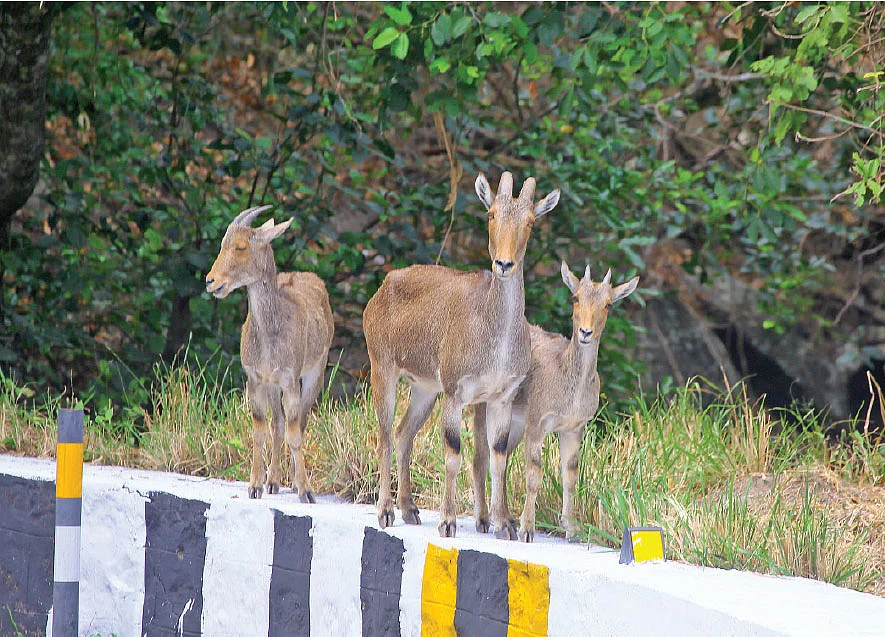 வால்பாறை போகும் வழியெங்கும் வரையாடுகள்...