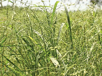 சிறு தானியங்கள் பெரிய ஆய்வுகள்! : வறட்சி, பருவநிலை மாற்றத்துக்கு ஏற்ற சிறு தானியங்கள்!