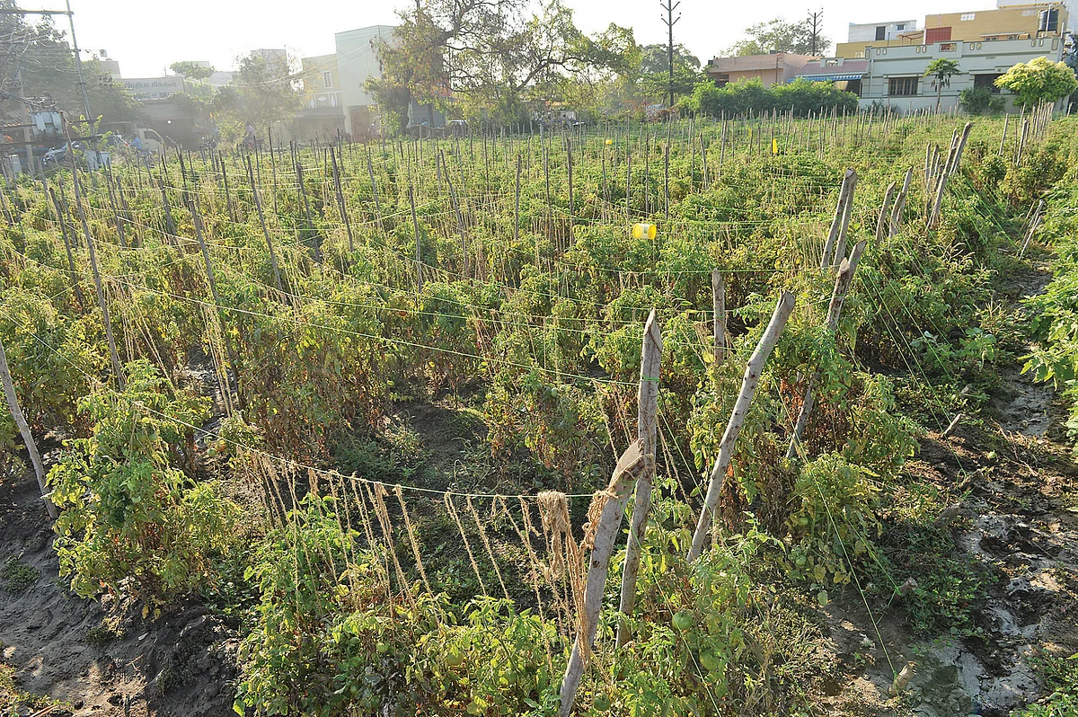 கொடித்தக்காளி வயல்