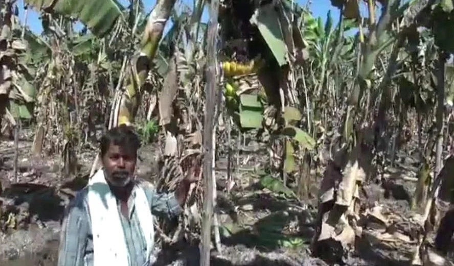 அழுகும் வாழைத்தாரைக் காண்பிக்கும் விவசாயி
