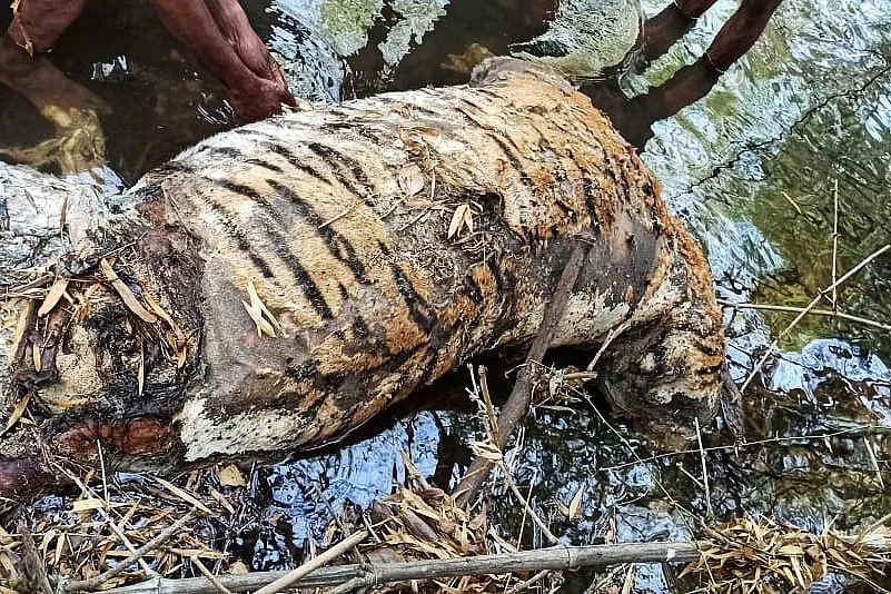 tiger carcass