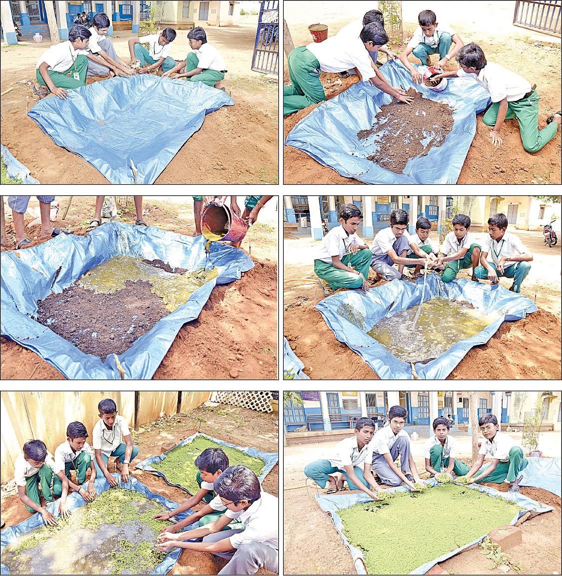 அசோலா... மனிதர்களுக்கும் மாடுகளுக்கும் உணவு!