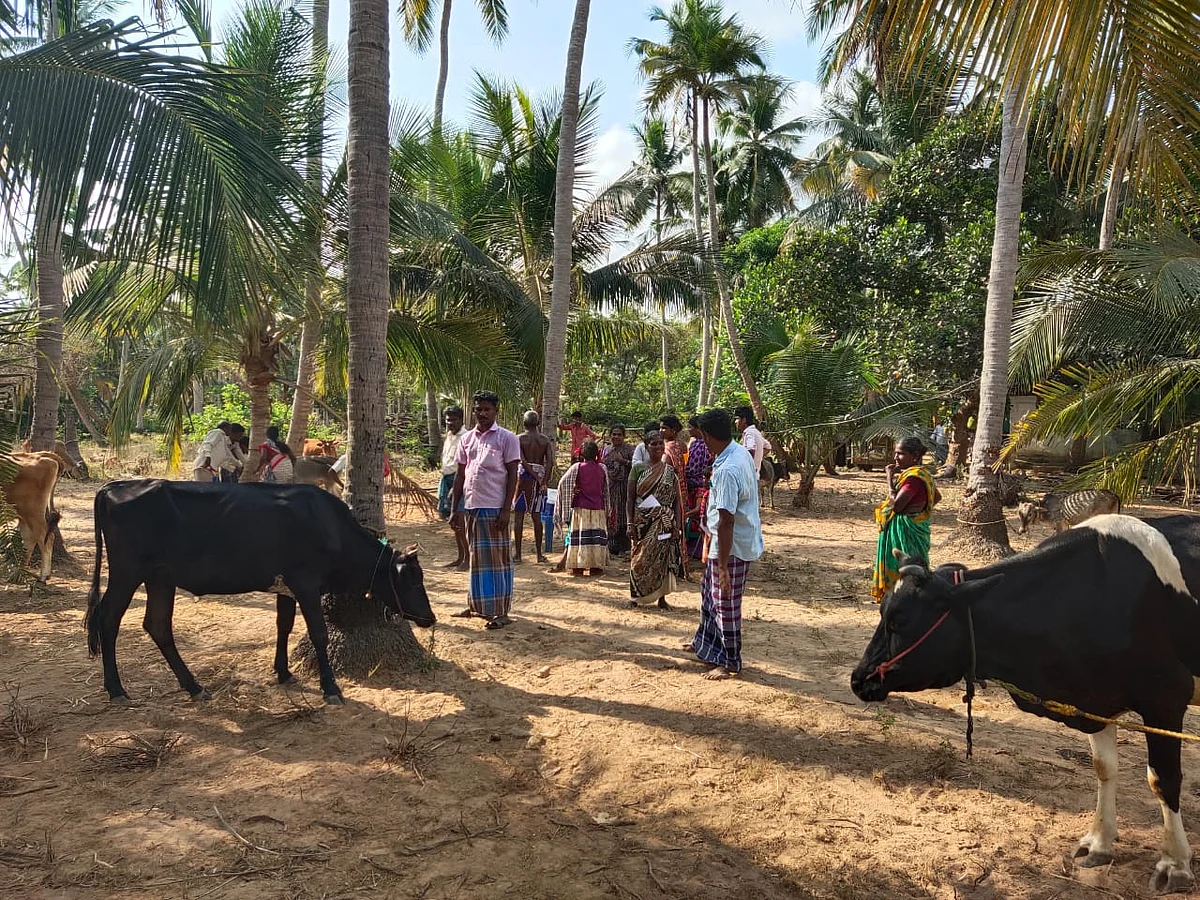 கால்நடைகள்