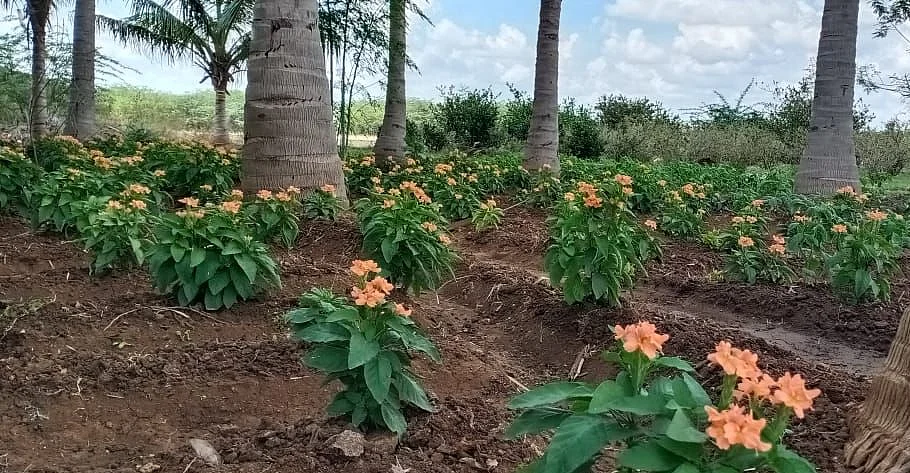 கருகும் மலர்கள்