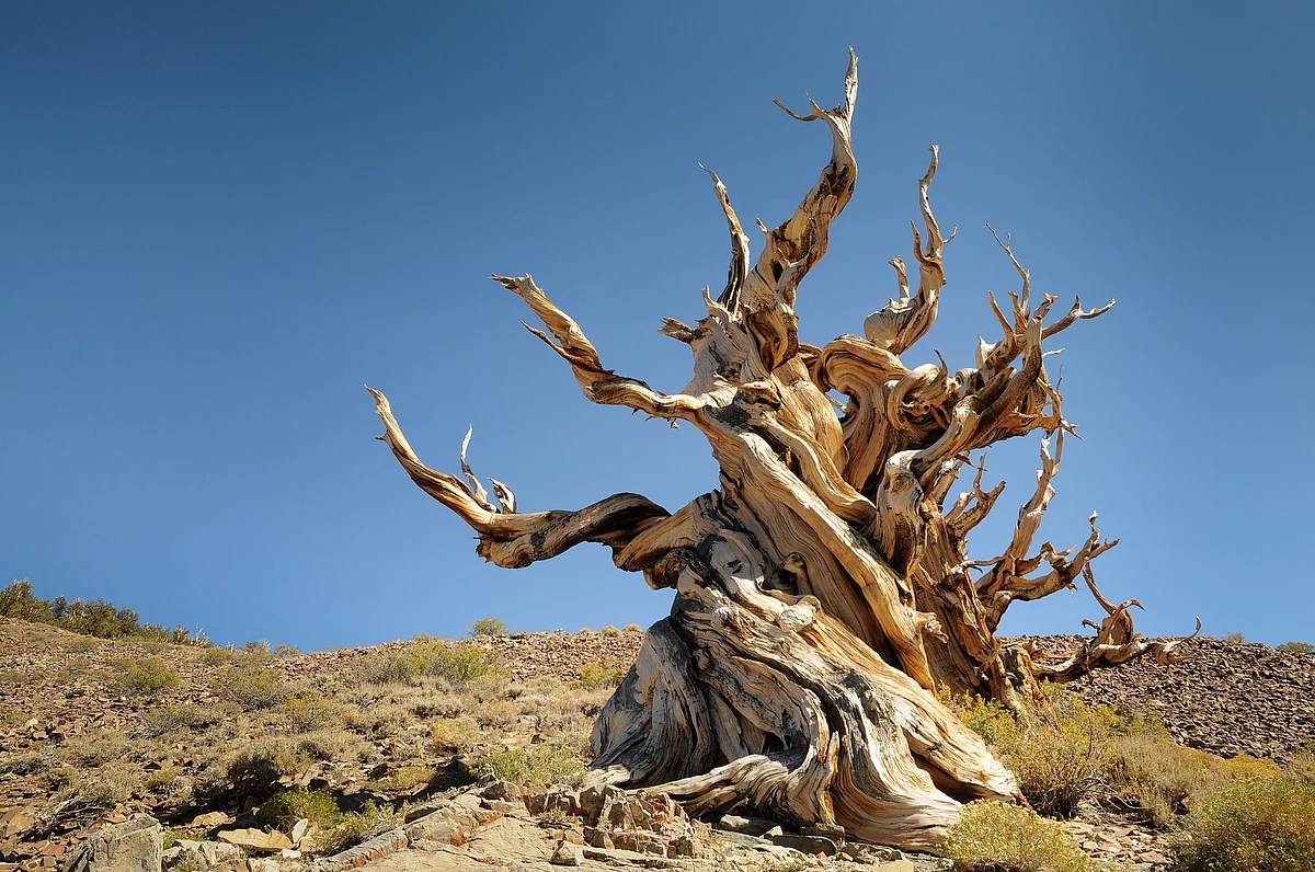 bristlecone pine