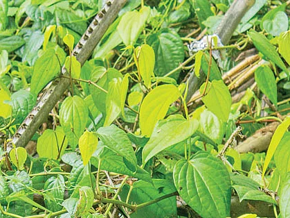 வெற்றிலைச் சிறப்பு மையம்! - அரசின் அறிவிப்பும்... விவசாயிகளின் எதிர்பார்ப்பும்!