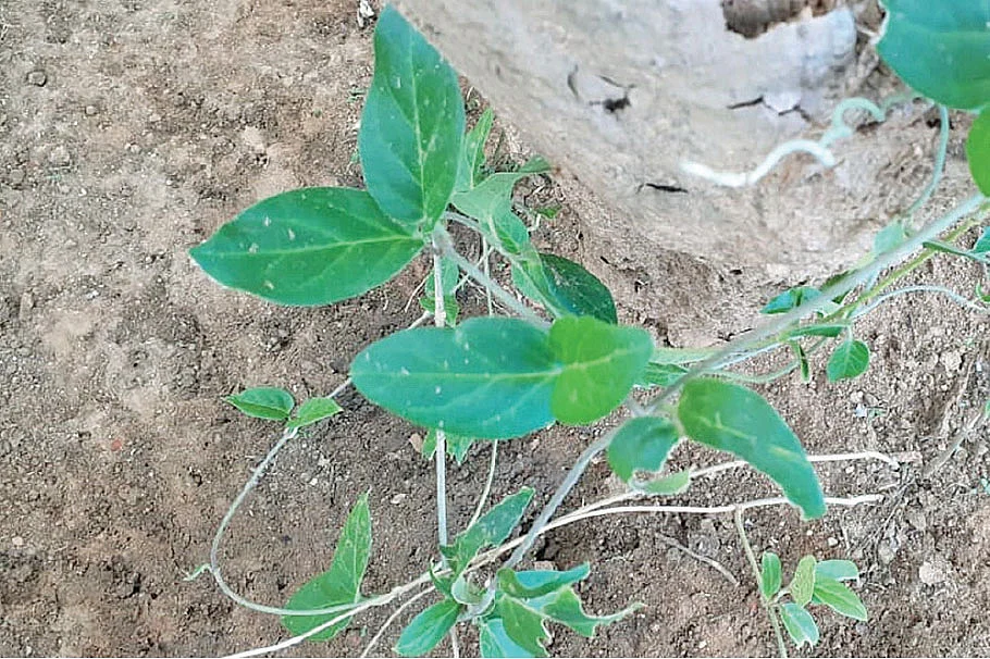 நஞ்சறுப்பான்