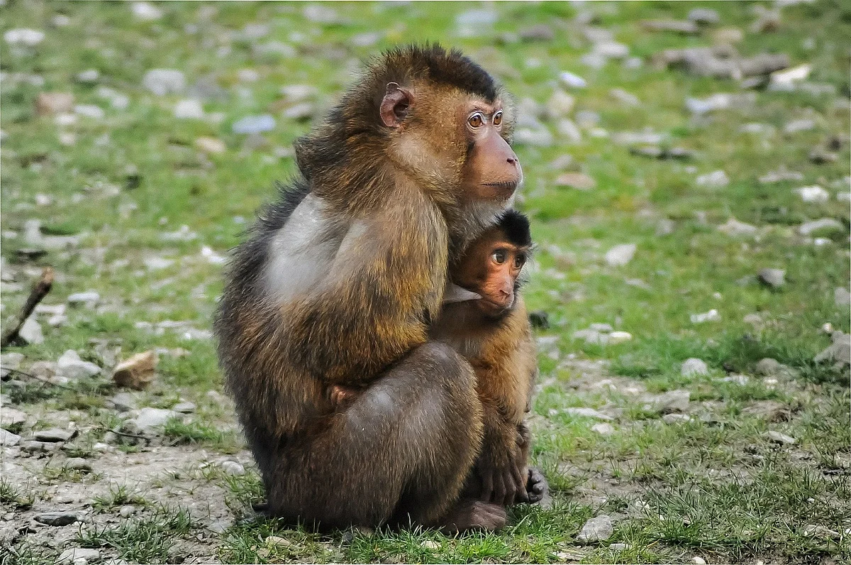 Representational Image