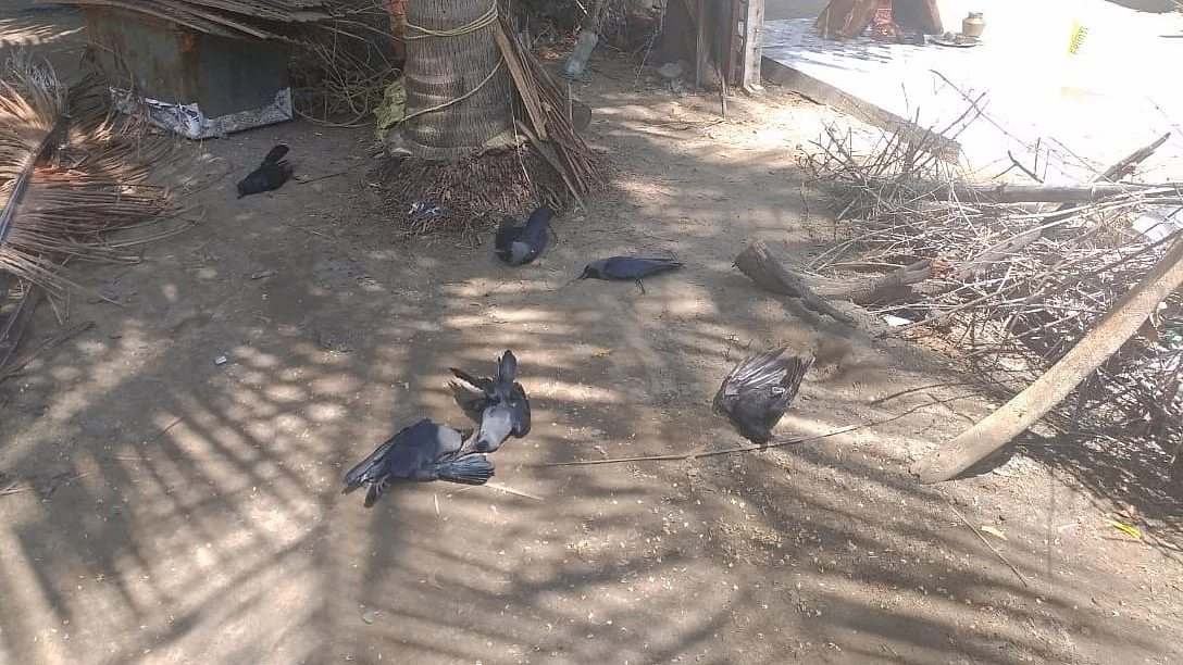காகங்கள்