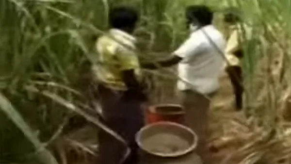 சாராயம் காய்ச்சப்பட்ட கரும்புத் தோட்டம்