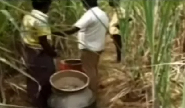 சாராயம் காய்ச்சப்பட்ட கரும்புத் தோட்டம்