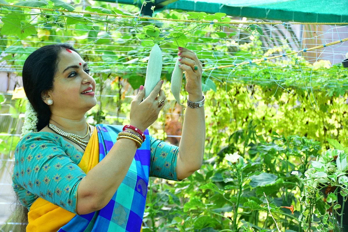 மாடித்தோட்டத்தில் சீதா