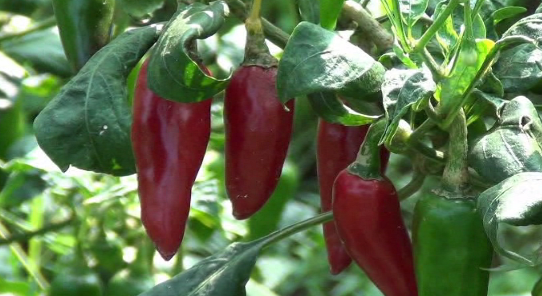 மிளகாய்