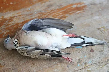 பறவை இறப்பு