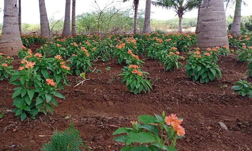 கருகும் மலர்கள்