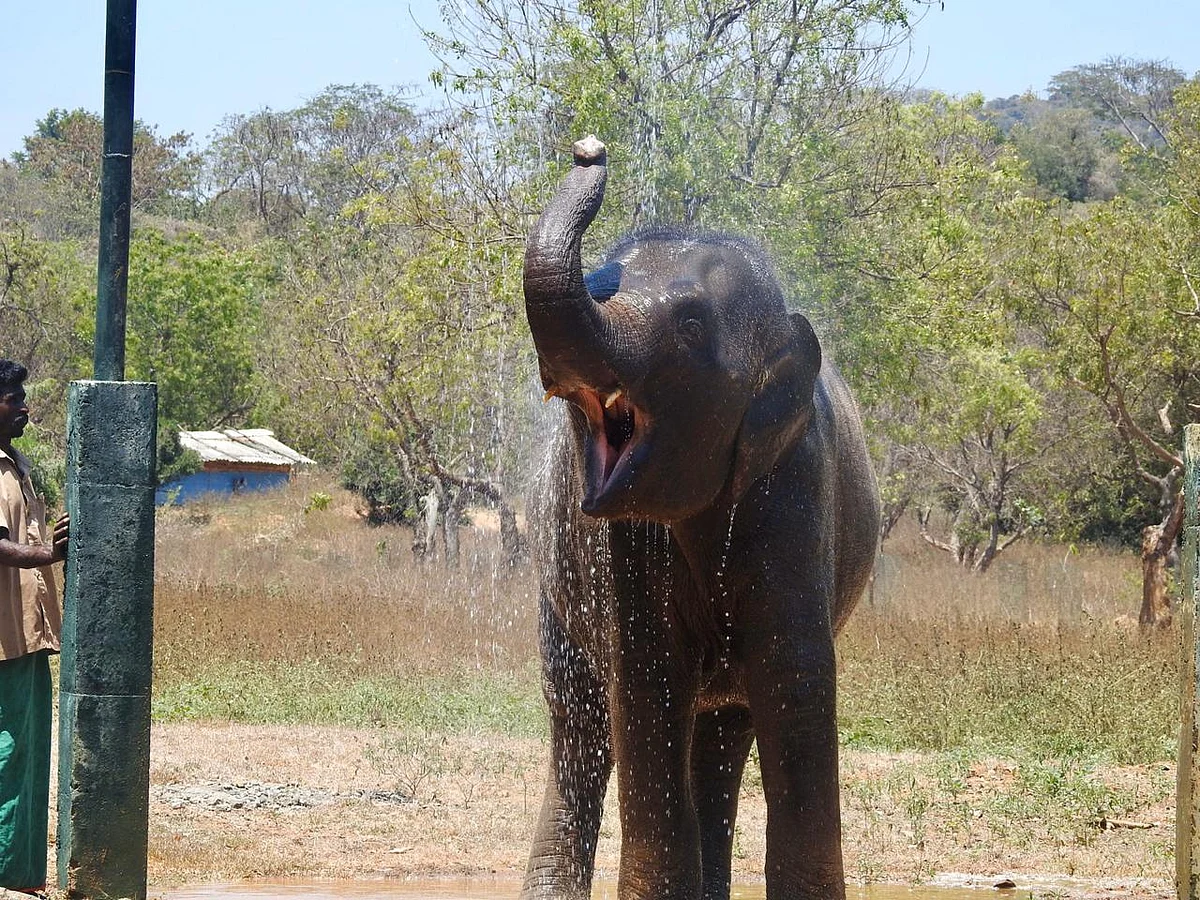 யானை
