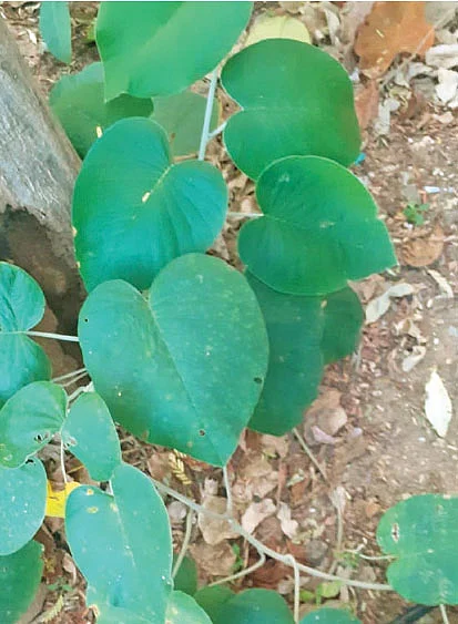 கடற்பாலை மேல்பகுதி