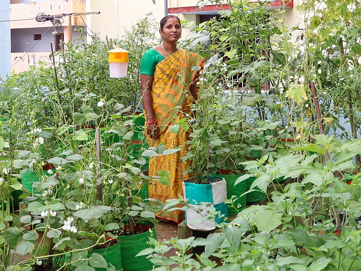 வீட்டிலேயே விளைவிக்கலாம் கோடைக்கேற்ற கீரை மிளகாய் வெள்ளரி! - ஜெயமலர்