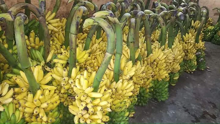 ஏலத்தில் விலை போகாத வாழைக்குலைகள்