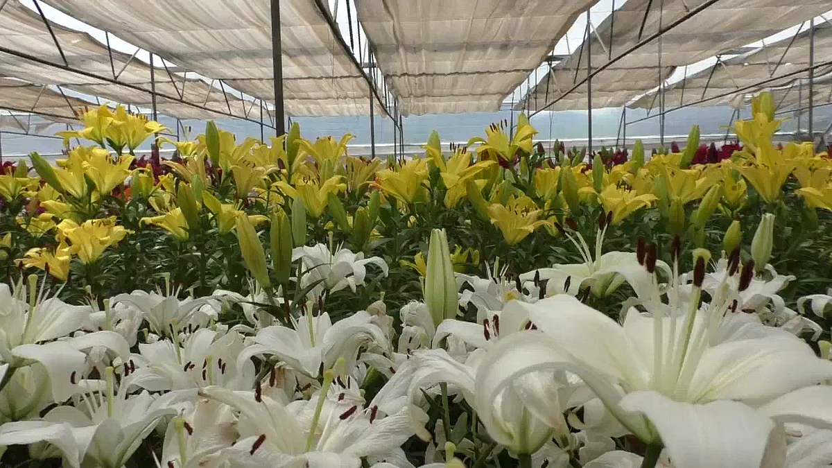 floriculture farming