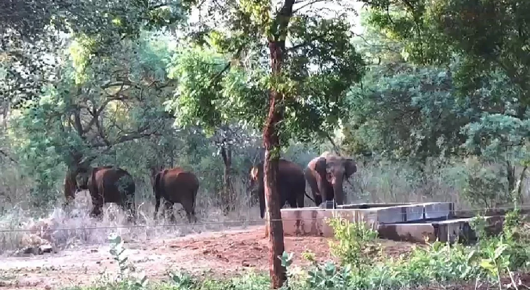 யானை