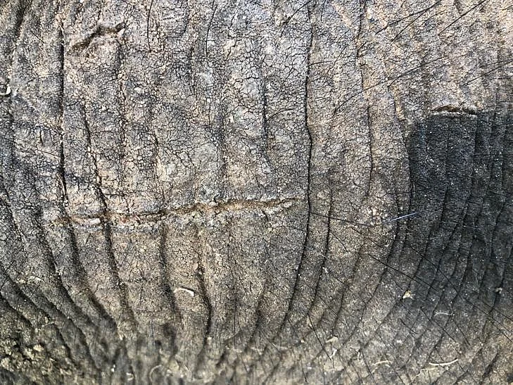 யானை உடலில் காயம்