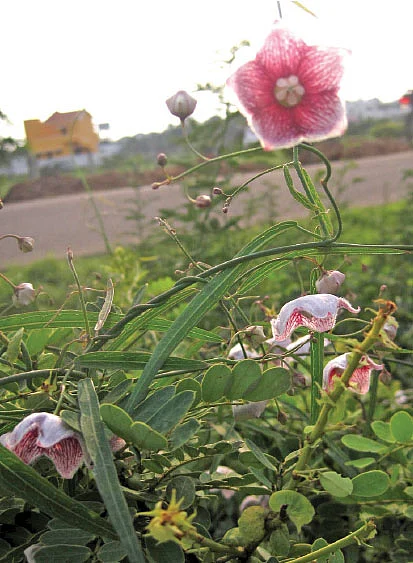 ஊசிப் பாலை