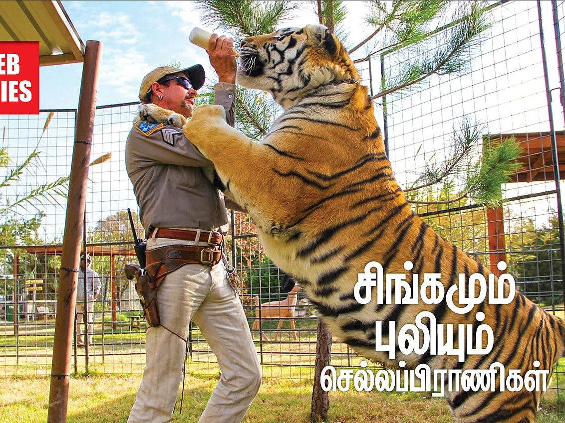 சிங்கமும் புலியும் செல்லப்பிராணிகள்