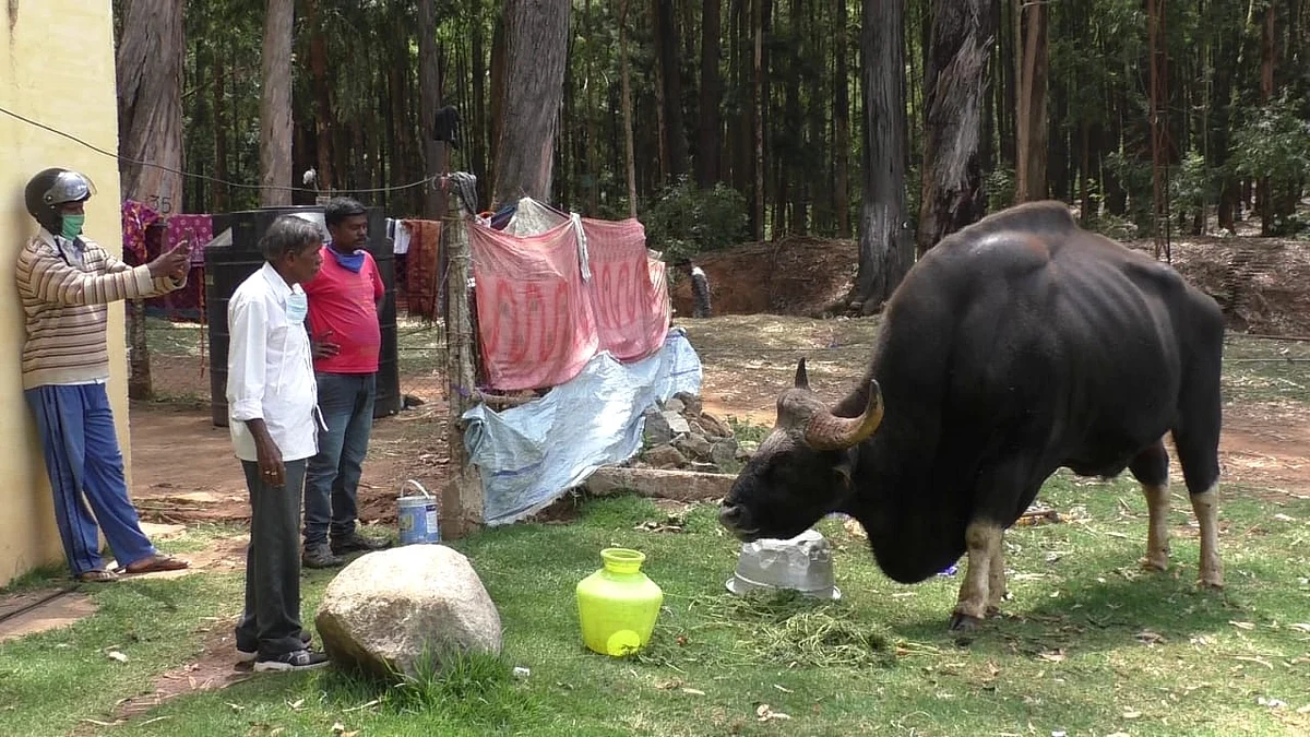 Indian Gaur