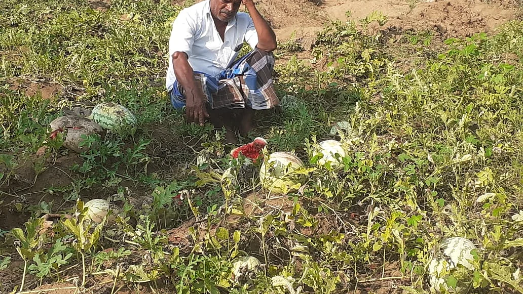 தர்பூசணி