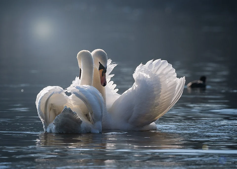 Representational Image