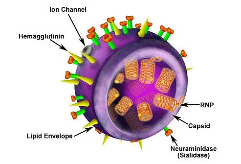 N1H1 Influenza A virus
